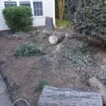 Expert tree pruning service in Houston TX to improve tree health and appearance