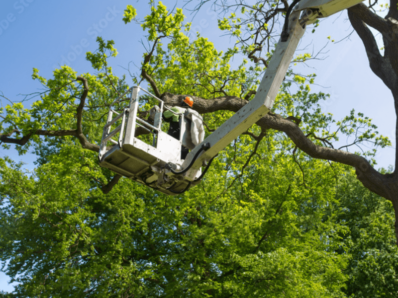 Tree Trimming Houston
