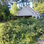 24/7 emergency tree service in Richmond Texas for storm damage and fallen trees