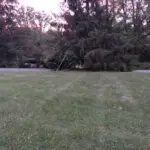 Professional tree trimming service in Richmond TX for residential and commercial properties