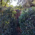 Safe and professional tree removal service in Richmond TX including large tree cutting