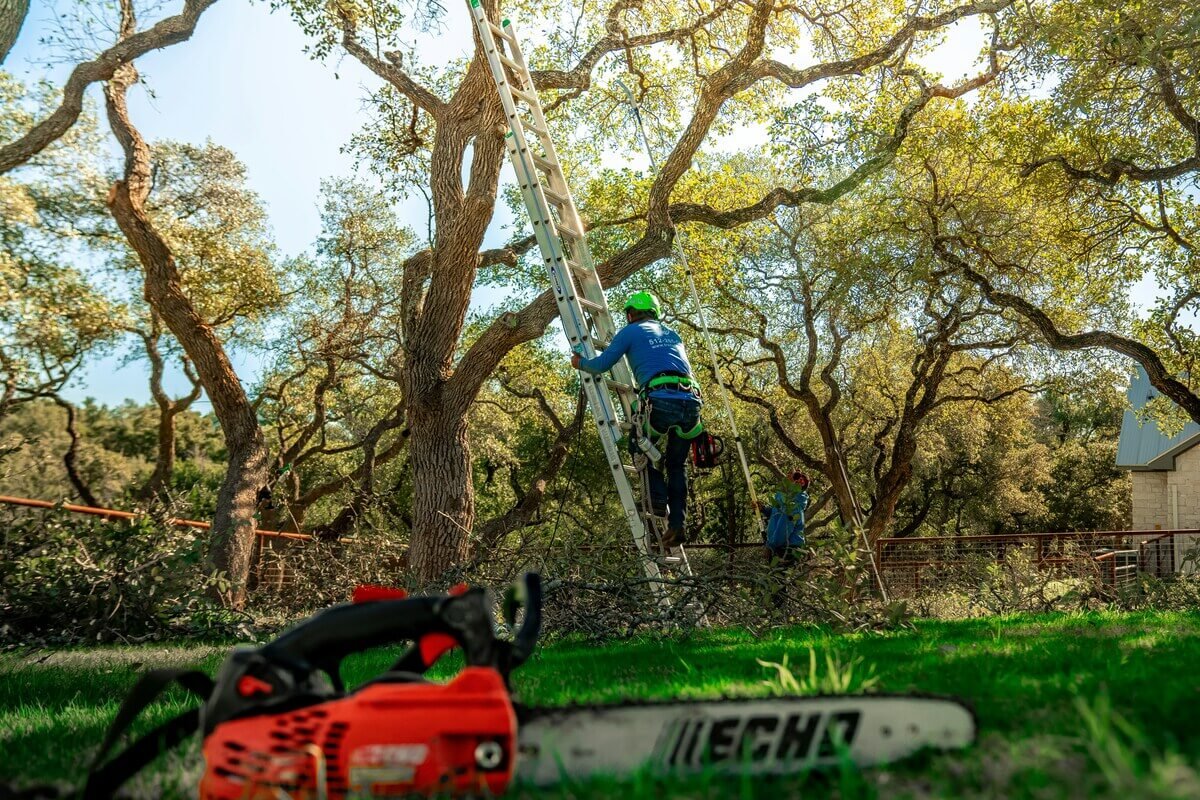 Tree Trimming Services in Houston TX TX