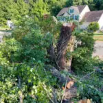 Residential tree cutting service in Richmond TX with affordable and reliable work