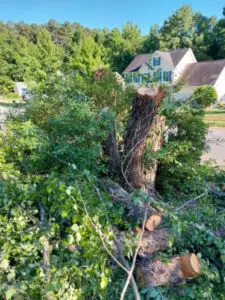 Residential tree cutting service in Richmond TX with affordable and reliable work