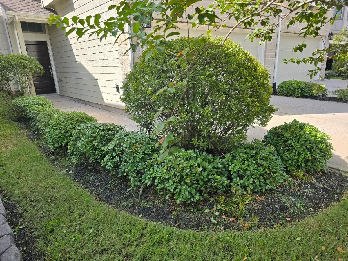 LoneGreen front yard lawn care and landscaping in Sugar Land TX